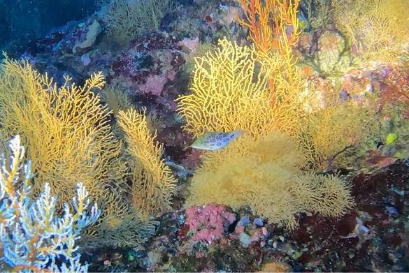 Leopard Toby sighting Coral Sea