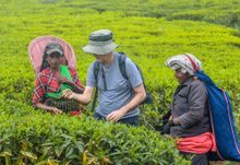 Helping the tea pickers along the trail