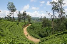 The trail through the Loolecondera Tea Estate