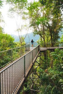 Mamu Tropical Skywalk