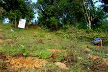 ongoing plantation