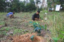 plantation in progress