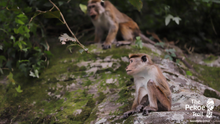 The Pekoe Trail, Sri Lanka 