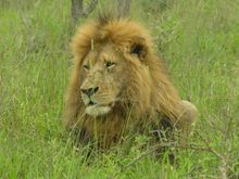 Lion in the KwaZulu-Natal Reserve, South Africa