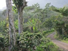 Cloudforest Nicaragua