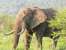 Elephant Bull in the KwaZulu-Natal Reserve, South Africa