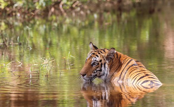 Tiger - Tala; Bandhavgarh