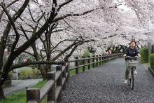 Riding through the cherry blossoms ,Japan