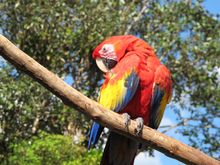 Scarlet Macaw, Costa Rica