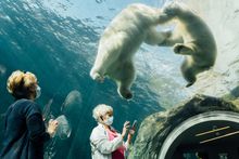Journey to Churchill at Assiniboine Park Zoo, Winnipeg, Manitoba, Canada