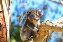 Wildlife Wonders - Koala