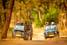 Tiger Safari in Bandhavgarh National Park