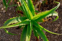 Superior - Boyce Thompson Arboretum - Wallace Desert Garden 24  