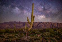 Saguaro National Park 