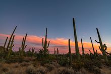 Saguaro National Park  