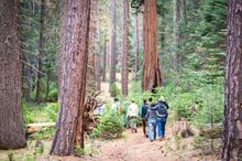 Yosemite National Park, Tuolumne Meadows giant sequoia, Earth's oldest living things.