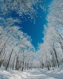 A fresh blanket of snow covers the ground and trees at Forbes State Forest in the Laurel Highlands of Pennsylvania.