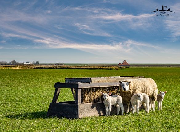 Schafe bei Oosterend