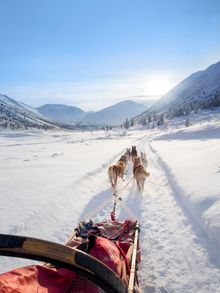 Dogsledding in the Yukon