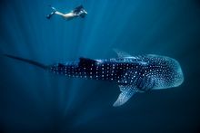 Swimming with whale sharks at Ningaloo Reef