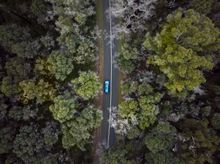 Boranup Forest in the Margaret River Region 