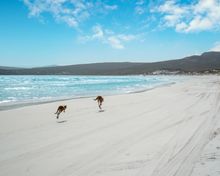 Lucky Bay, Cape Le Grand National Park 