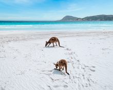 Lucky Bay, Cape Le Grand National Park 