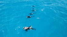 Orcas swimming, off the coast of Bremer Bay 