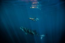 Swimming with whale sharks, Ningaloo Marine Park 