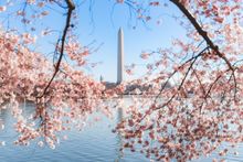 Cherry Blossom Monument