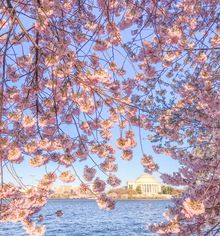 Cherry Blossom Jefferson Memorial