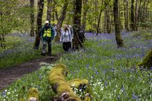 Bluebell Walk Garstang Walking Festival