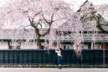 Kakunodate – Passing by the cherry blossom at Bukeyashiki in Tohoku