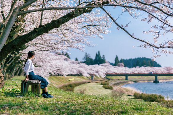 The sakura (cherry blossom) of the Hinokinai riverside in Kakunodate, Tohoku