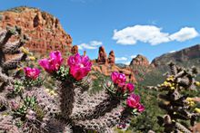 Cacti in Bloom in Sedona 