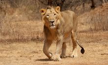 Photo of an Asiatic Lion proudly walking in the desert at Gir National Park, Sasan Girlion 