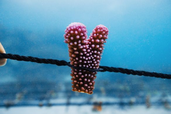 Heart shaped coral Tourism Fiji