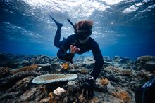 Coral Gardeners planting coral in Fiji