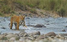 Photo of a tiger wading through a stream