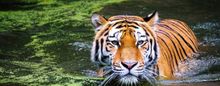 Closeup of a tiger swimming in water looking at the camera