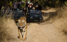 Photo of a tiger being followed on a dirt road by jeeps and people taking pictures