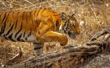 Closeup of a tiger walking over a brown branch looking to the right