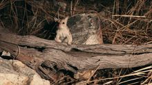 Northern Quolls, Karijini National Park