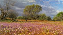 Wildblumenblüte, Karijini National Park