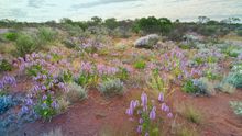 Wildblumenblüte, Karijini National Park