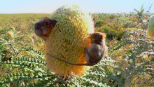 Honey Possums - Honig-Beutler, Walpole Wilderness