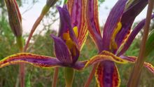 Königin von Saba-Orchidee, Walpole Wilderness