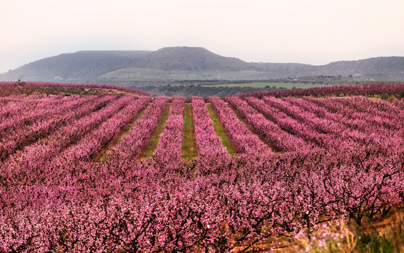 Blooming Beauties: Peach Trees in Aitona