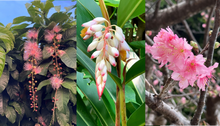 Okinawa Flower Carnival