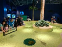 The Daytona Beach area has its first aquarium offering in the destination with the opening of the Daytona Aquarium and Rainforest Adventure. Visitors can explore close to 40 seperate exhibits including a 100,000-gallon shark exhibit and two touch pools in